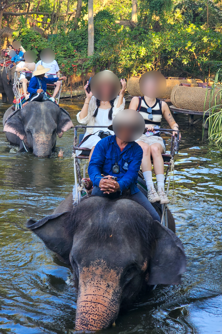 태국 파타야 가볼만한곳 악어농장 코끼리 산호섬 진리의성전 야시장 여행