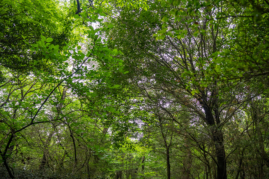 제주도 숲길 제주 서귀포 치유의숲 편백나무 숲 체험 숲캉스
