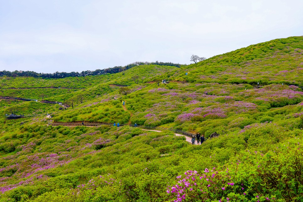 산청 합천 황매산 철쭉 5월 1일 풍경 냉해 입은듯