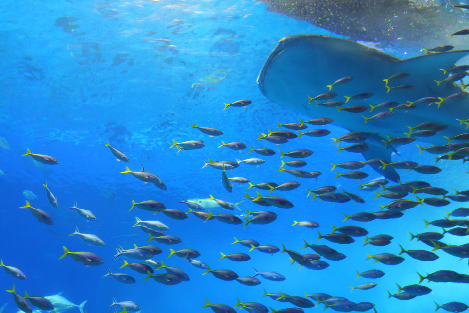 일본 오키나와 자유여행 츄라우미 수족관 고래상어 입장권 펀패스 활용 후기