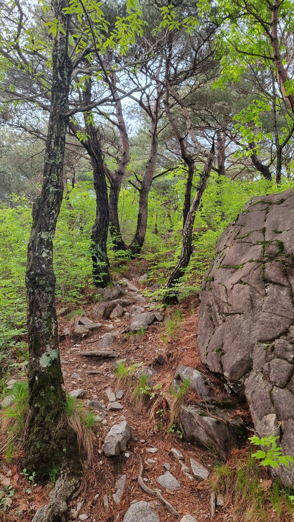 산청 필봉산 & 왕산 등산, 한방자연휴양림 최단코스 산행