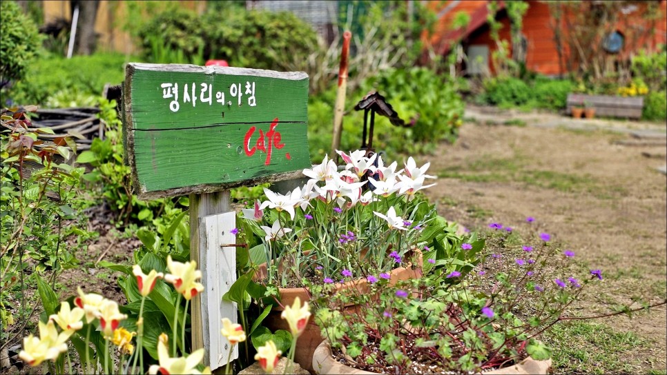 경남 나들이 하동 카페 평사리의 아침 목향장미 하동 여행 코스 5월 여행지 추천!