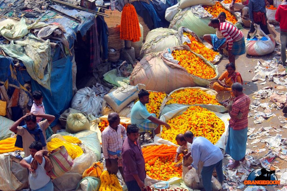 (인도 콜카타 / 물리크 가트 꽃 시장) 아시아 최대 규모의 꽃시장은 바로 콜카타에 있습니다. 다리 밑을 온통 노랗게 물들이는 물리크 가트 꽃 시장의 진풍경