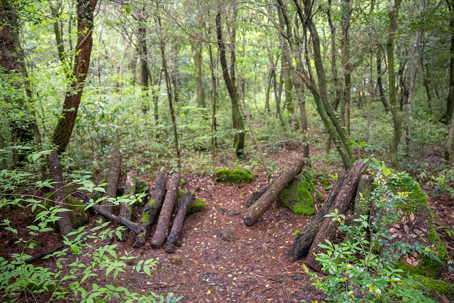 제주도 숲길 제주 서귀포 치유의숲 편백나무 숲 체험 숲캉스