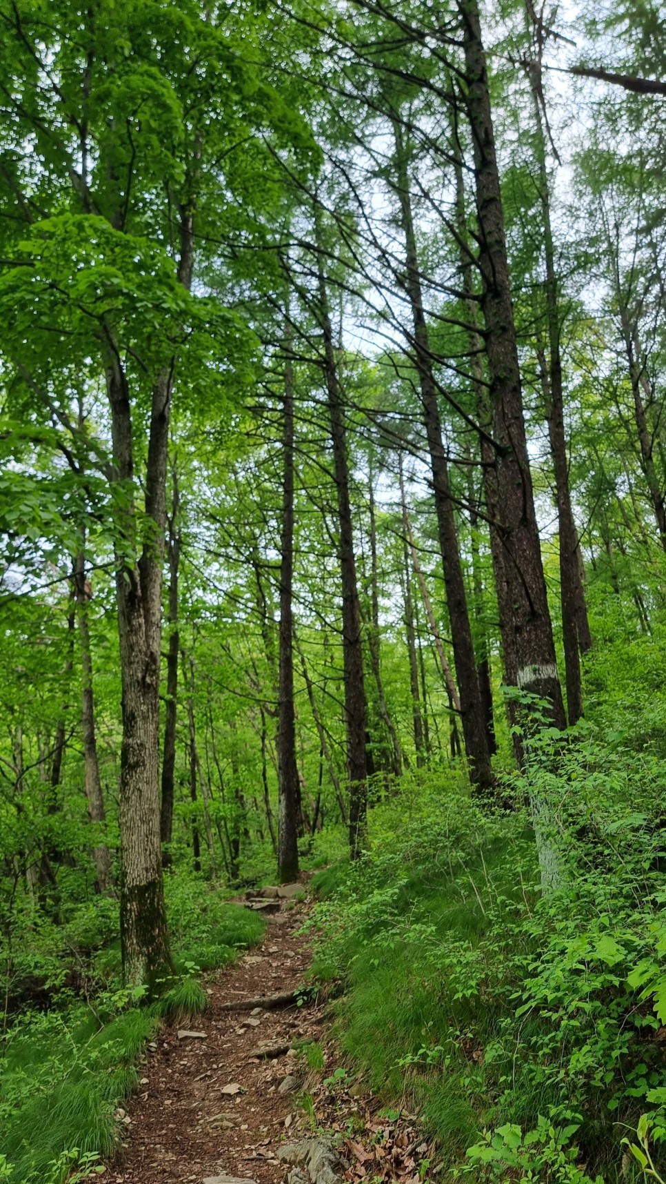 산청 필봉산 & 왕산 등산, 한방자연휴양림 최단코스 산행