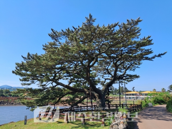제주자연문화재돌봄센터, ‘산천단 곰솔군 ·수산리 곰솔’,정기 모니터링