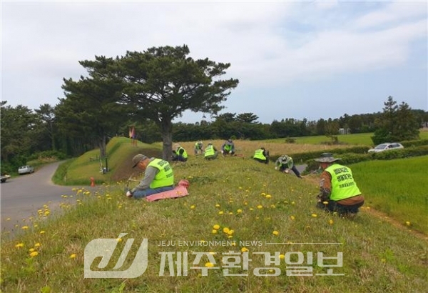 생물 다양성 침해..제주시, 생태계 교란 식물 퇴치사업 추진