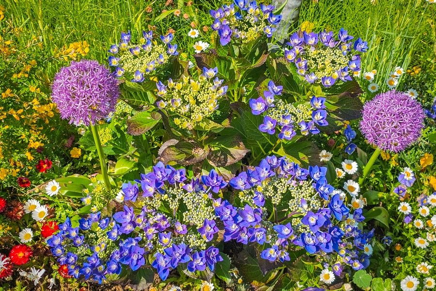 갤럭시 S23 울트라 카메라 양평 들꽃수목원 사진 담기