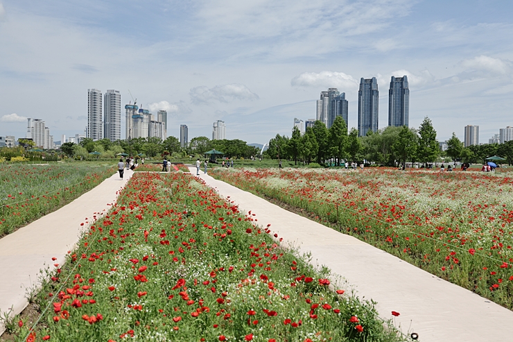 울산 태화강 국가정원과 십리대숲 5월 양귀비 축제 with RF14-35mm F4 + R6 Mark2