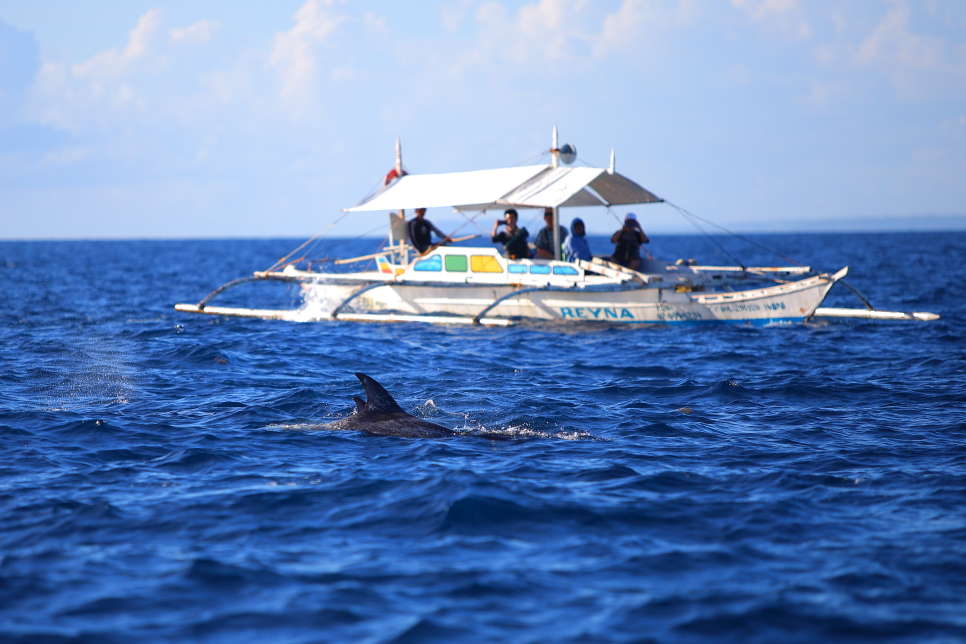 필리핀 보홀 자유여행 3박5일 일정 보홀 고래상어 투어 포함