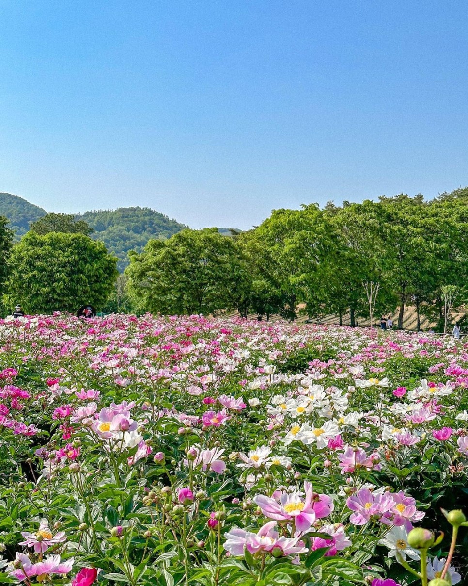 5월 연휴, 꽃구경 나들이 가볼 만한 전국 작약꽃 명소 추천 4