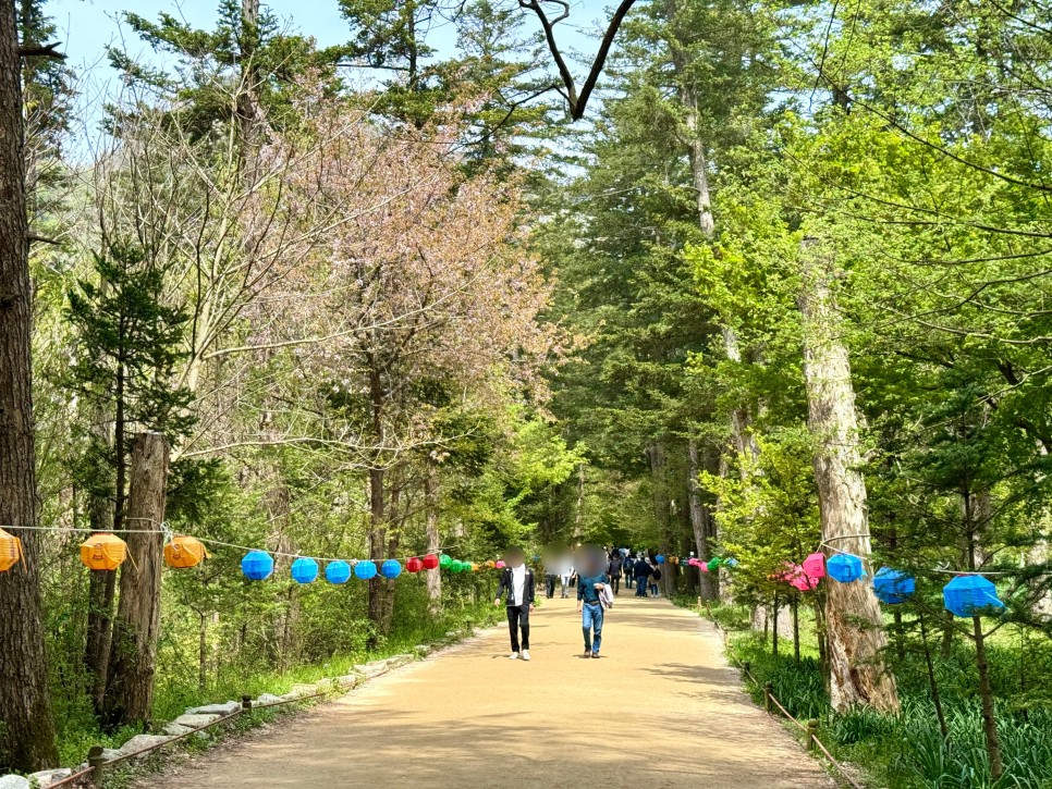 변산반도 국립공원 내소사와 전나무 숲길(4월)