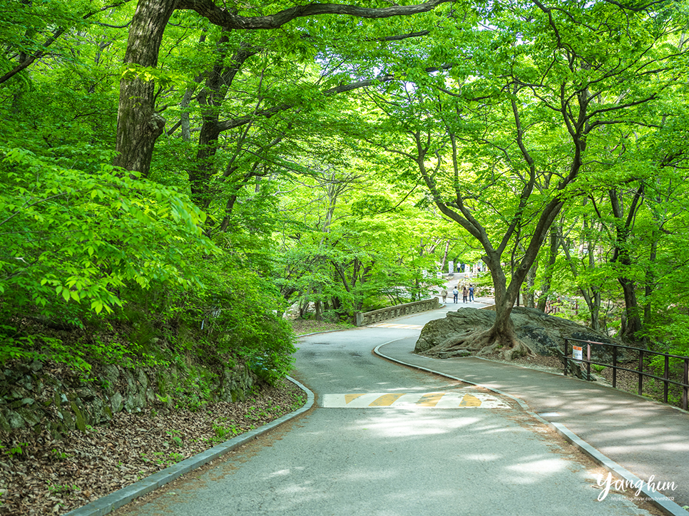 5월 가볼만한곳 공주 계룡산 동학사 계곡 전국 유명한 사찰