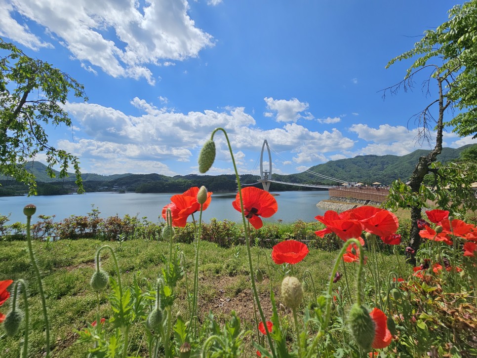 전북 임실 가볼만한곳 양귀비 명소 임실 요산공원 꽃구경