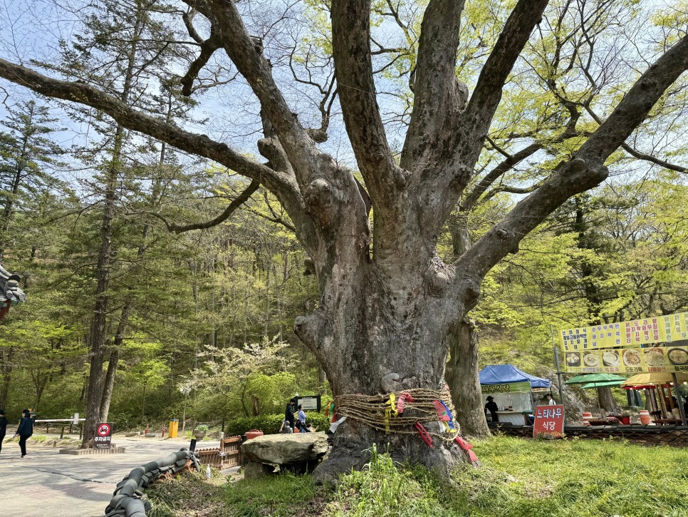 변산반도 국립공원 내소사와 전나무 숲길(4월)