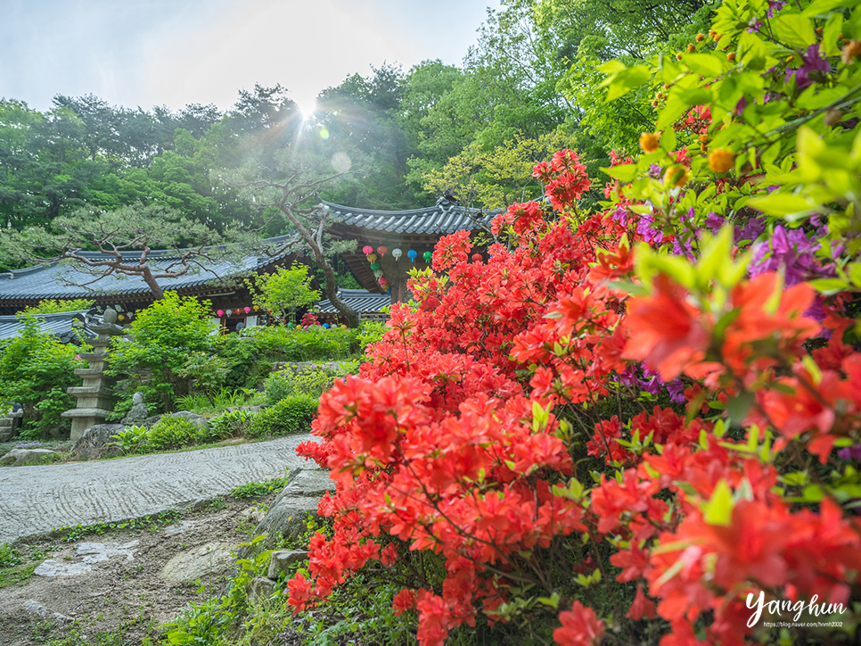 5월 가볼만한곳 공주 계룡산 동학사 계곡 전국 유명한 사찰