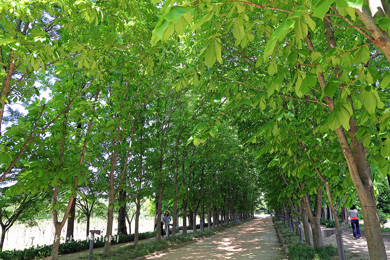 경주 천년숲정원 경주 데이트 코스 천년의숲 경북산림환경연구원