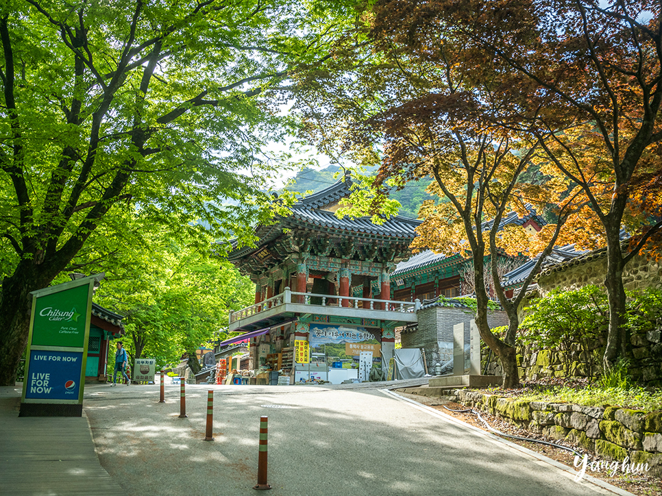 5월 가볼만한곳 공주 계룡산 동학사 계곡 전국 유명한 사찰