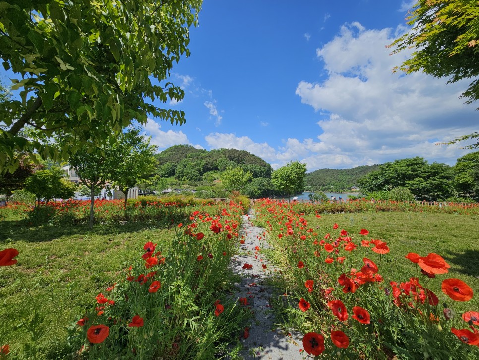 전북 임실 가볼만한곳 양귀비 명소 임실 요산공원 꽃구경