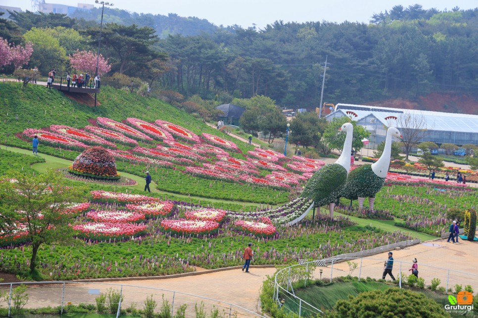 태안 튤립축제 코리아플라워파크 안면도 세계튤립 꽃박람회