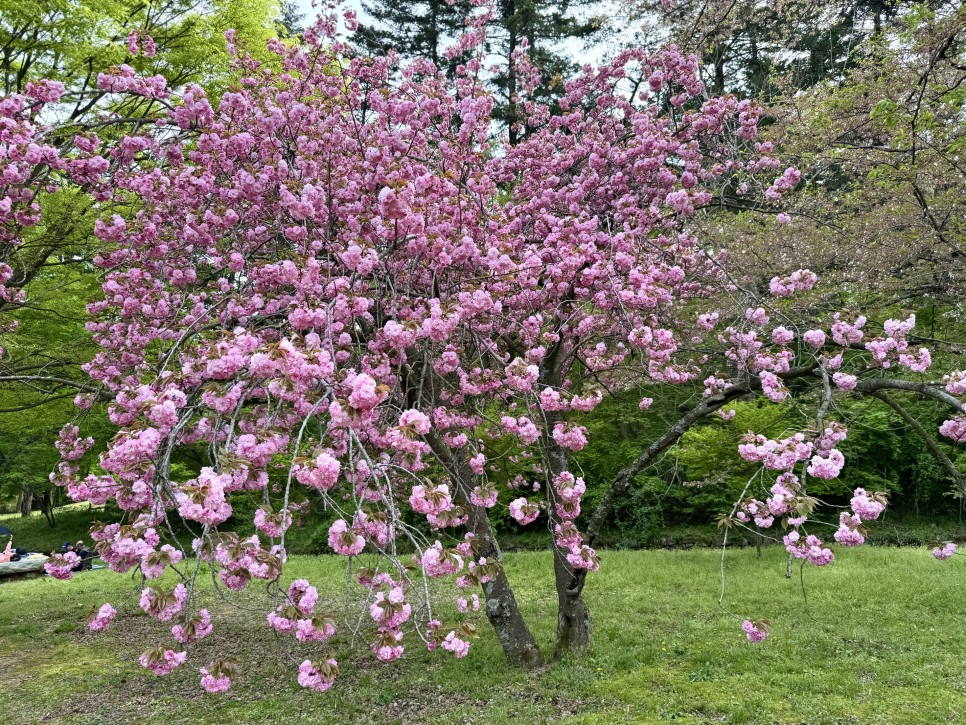 변산반도 국립공원 내소사와 전나무 숲길(4월)