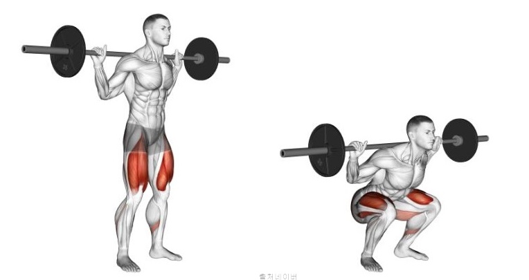 스쿼트 자세 종류 별 운동 효과 바벨 백스쿼트 덤벨 프론트스쿼트