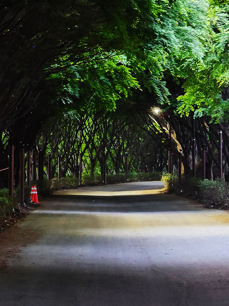 천안 가볼만한곳 천안 야경 볼거리 천안독립기념관 단풍나무숲길