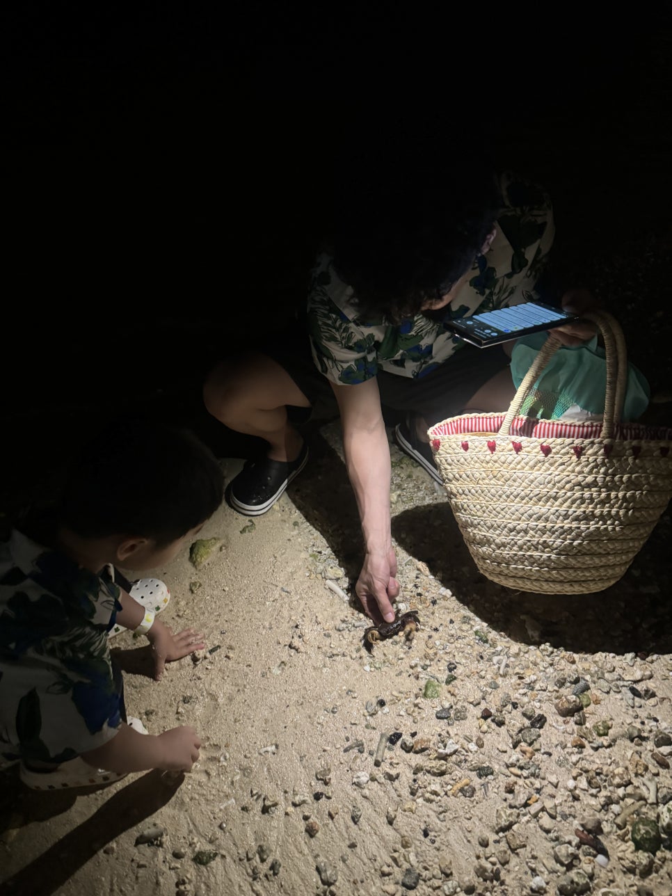 괌 태교여행에서 만난 맹그로브모니터 (야생 도마뱀), 바다게