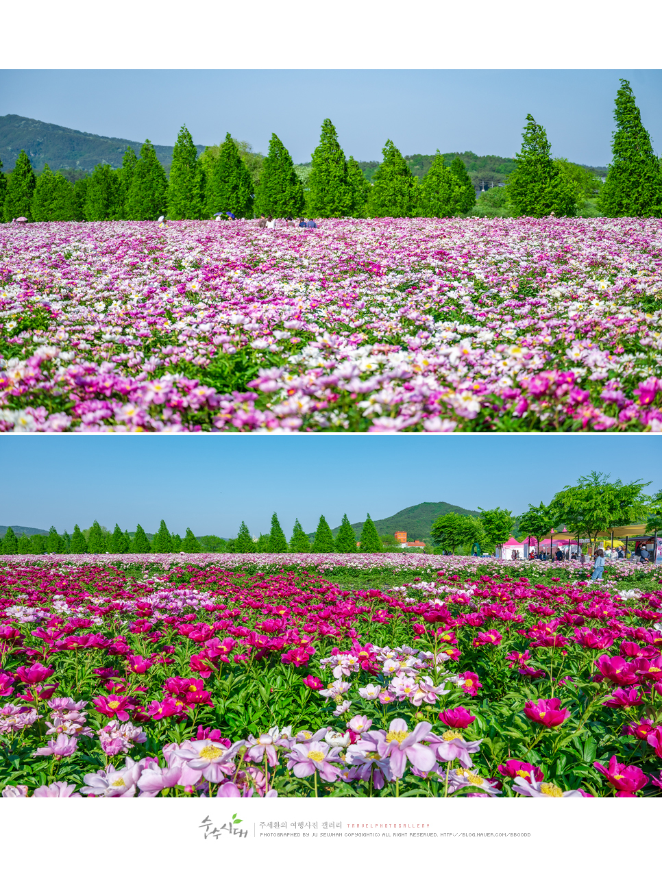 경남 합천 가볼만한곳 부처님오신날 합천 천불천탑 합천작약