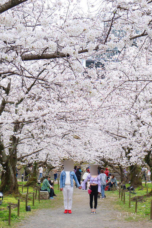 후쿠오카 날씨 4월 옷차림 후쿠오카 벚꽃 실시간 자유여행