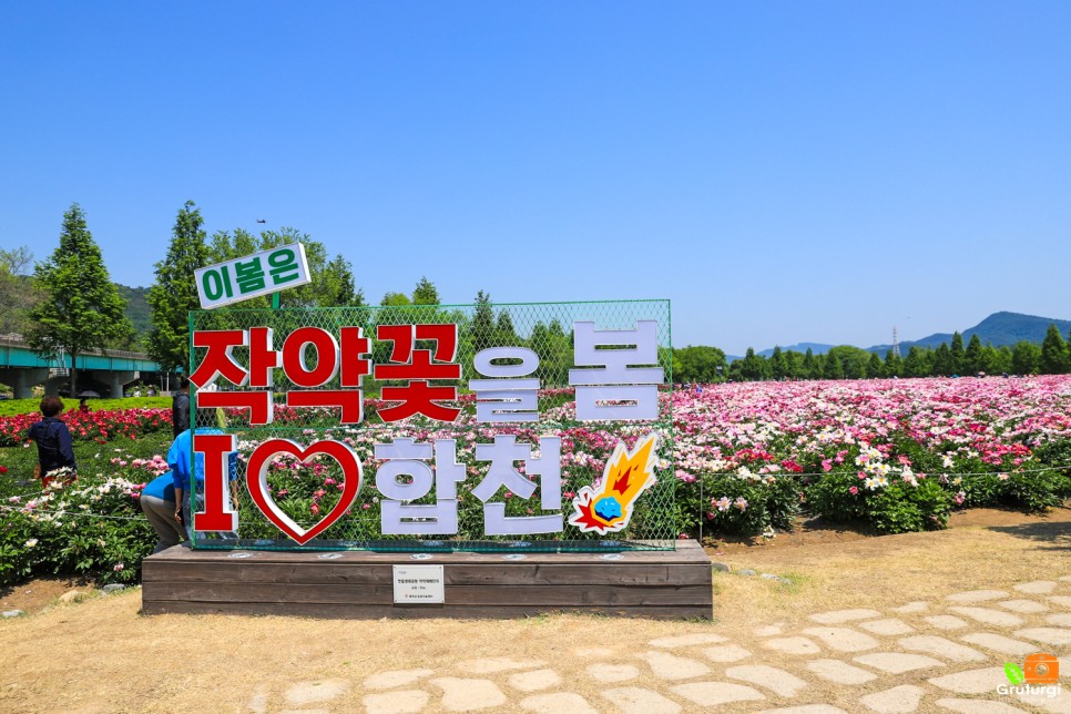 경남 여행 합천 핫들생태공원 작약꽃밭 5월 꽃구경