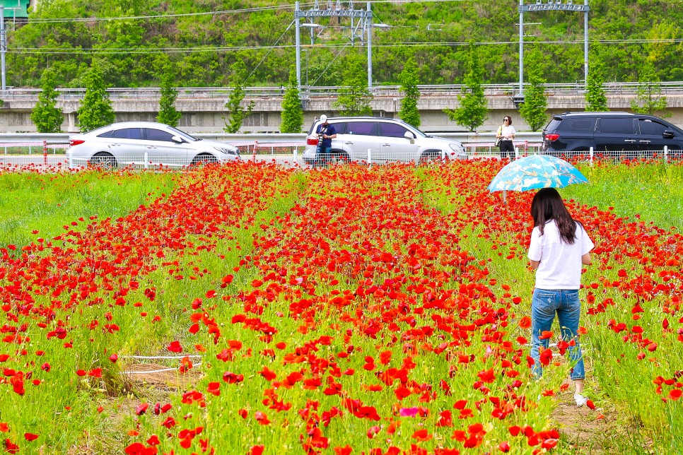 하동 북천 양귀비축제 하동 가볼만한곳 5월 12일 실시간 풍경