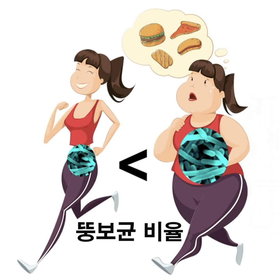 갱년기유산균 다이어트보조제 한번에 챙기기