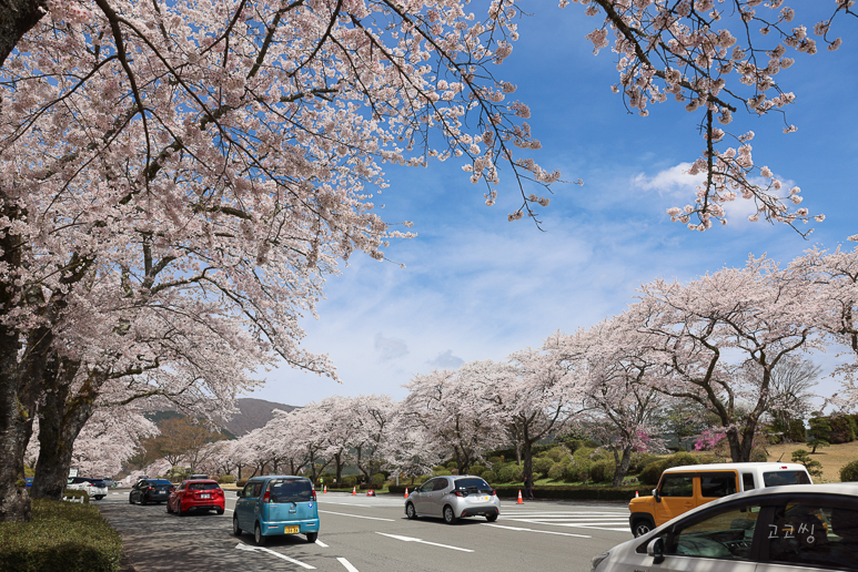 도쿄 여행 날씨 4월 가볼만한곳 맛집 모음 일본 와이파이 도시락 할인 정보