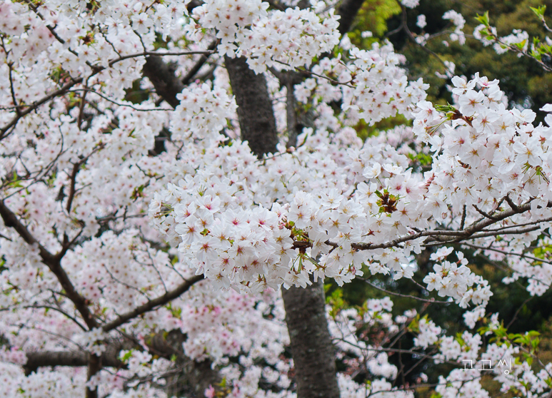 후쿠오카 날씨 4월 옷차림 후쿠오카 벚꽃 실시간 자유여행