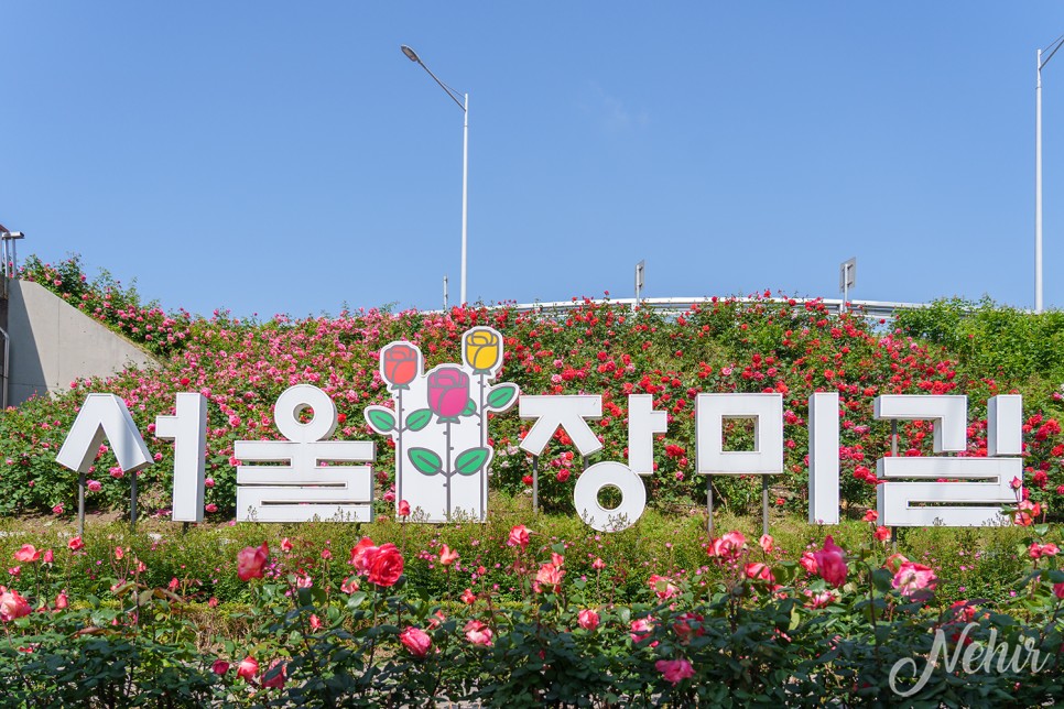 2024 서울 장미축제 중랑천 장미공원 실시간