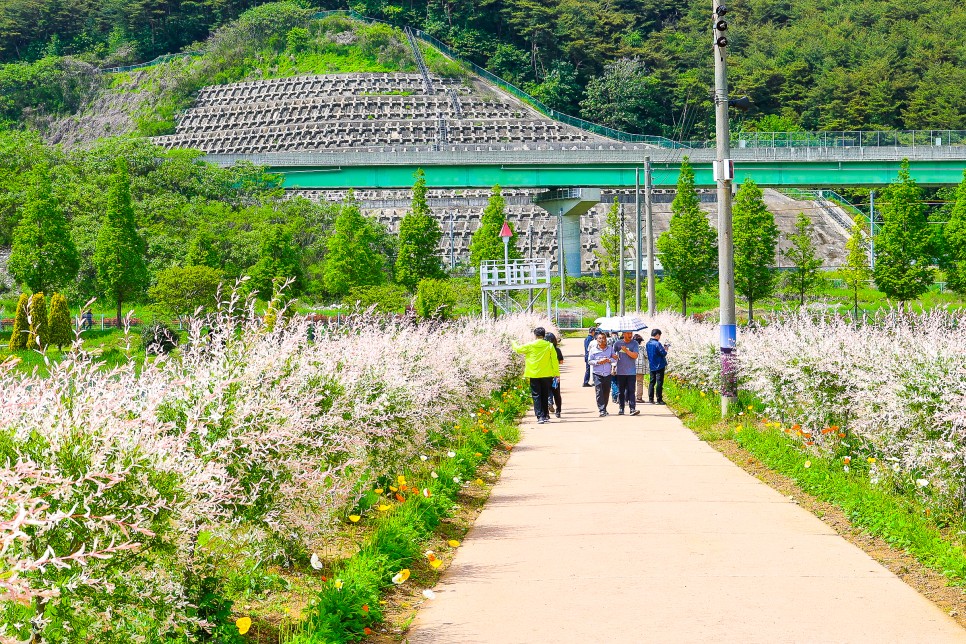 하동 북천 양귀비축제 하동 가볼만한곳 5월 12일 실시간 풍경