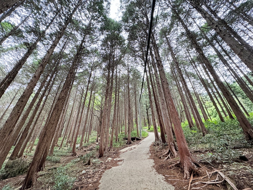 창원 진해 전망 좋은 산, 장복산~덕주봉 능선 산행