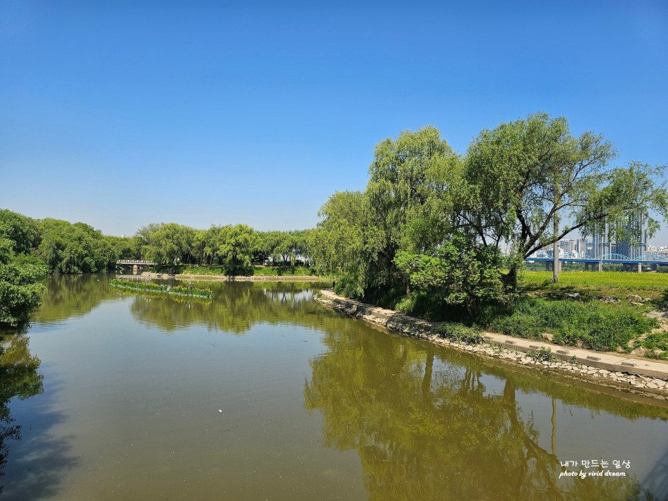 서울 유채꽃 축제 한강 반포지구 반포한강공원 서래섬