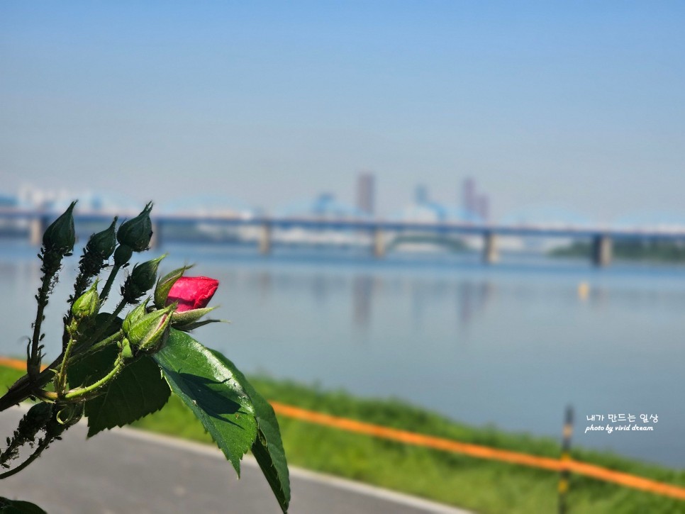 서울 유채꽃 축제 한강 반포지구 반포한강공원 서래섬