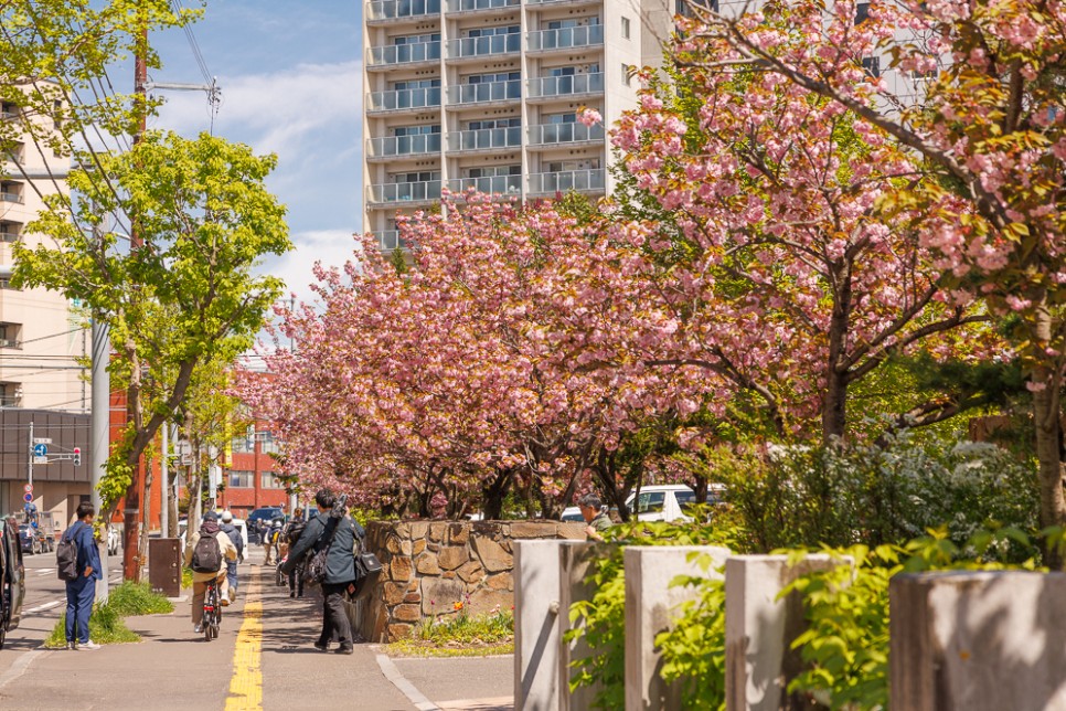 홋카이도 삿포로 여행 실시간 5월 날씨 벚꽃 수프카페, 스시, 쇼핑 신치토세 공항