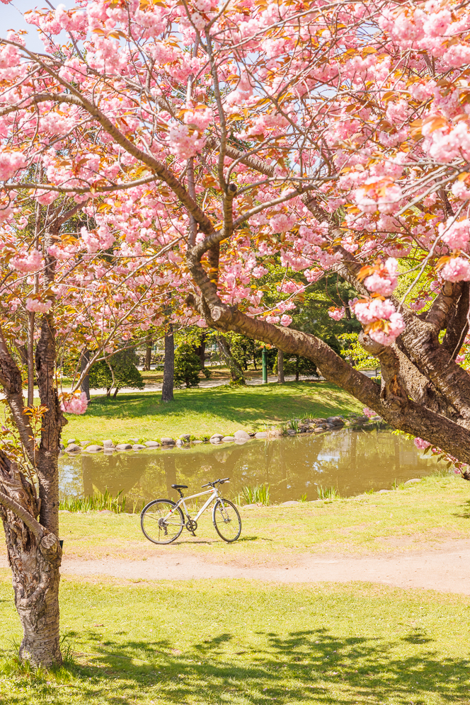홋카이도 삿포로 여행 실시간 5월 날씨 벚꽃 수프카페, 스시, 쇼핑 신치토세 공항