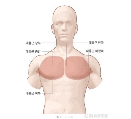 펙덱플라이 덤벨플라이 여자 남자 헬스 가슴 근육 키우기 만들기 안쪽가슴 가슴처짐 운동