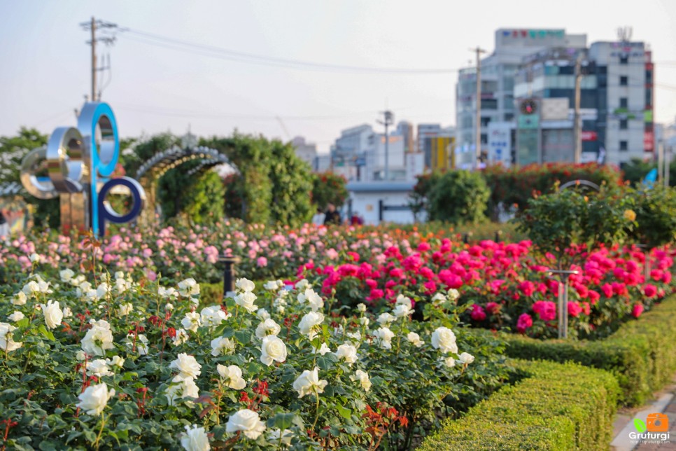 포항 영일대해수욕장 볼거리 장미 명소 포항 영일대 장미원