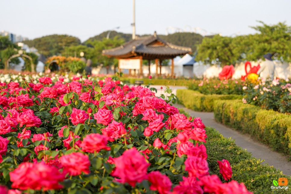 포항 영일대해수욕장 볼거리 장미 명소 포항 영일대 장미원