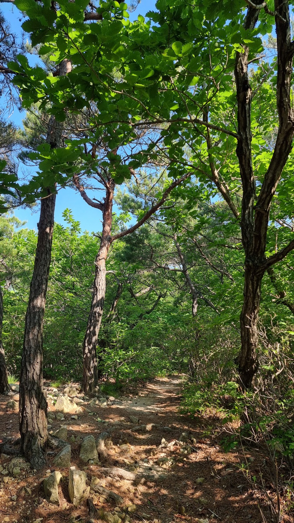 대운산 등산, 제3공용주차장 원점회귀 코스 산행 (내원암 ~ 제2봉 ~ 대운산 ~ 울산수목원)