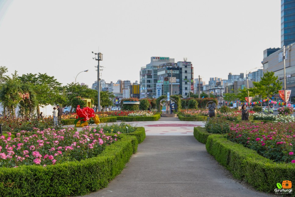 포항 영일대해수욕장 볼거리 장미 명소 포항 영일대 장미원