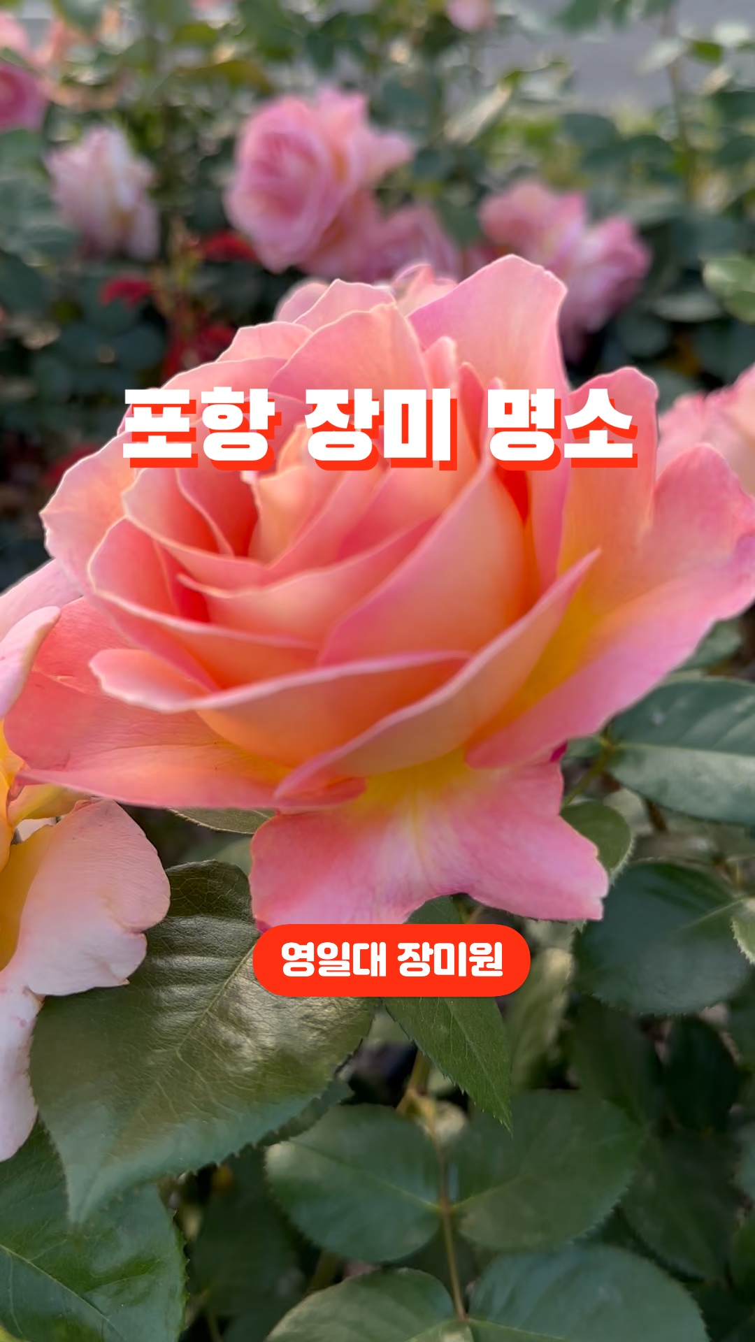 포항 영일대해수욕장 볼거리 장미 명소 포항 영일대 장미원