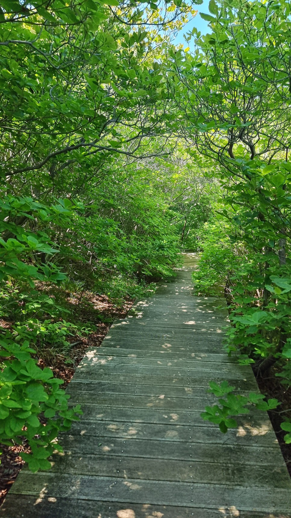 대운산 등산, 제3공용주차장 원점회귀 코스 산행 (내원암 ~ 제2봉 ~ 대운산 ~ 울산수목원)