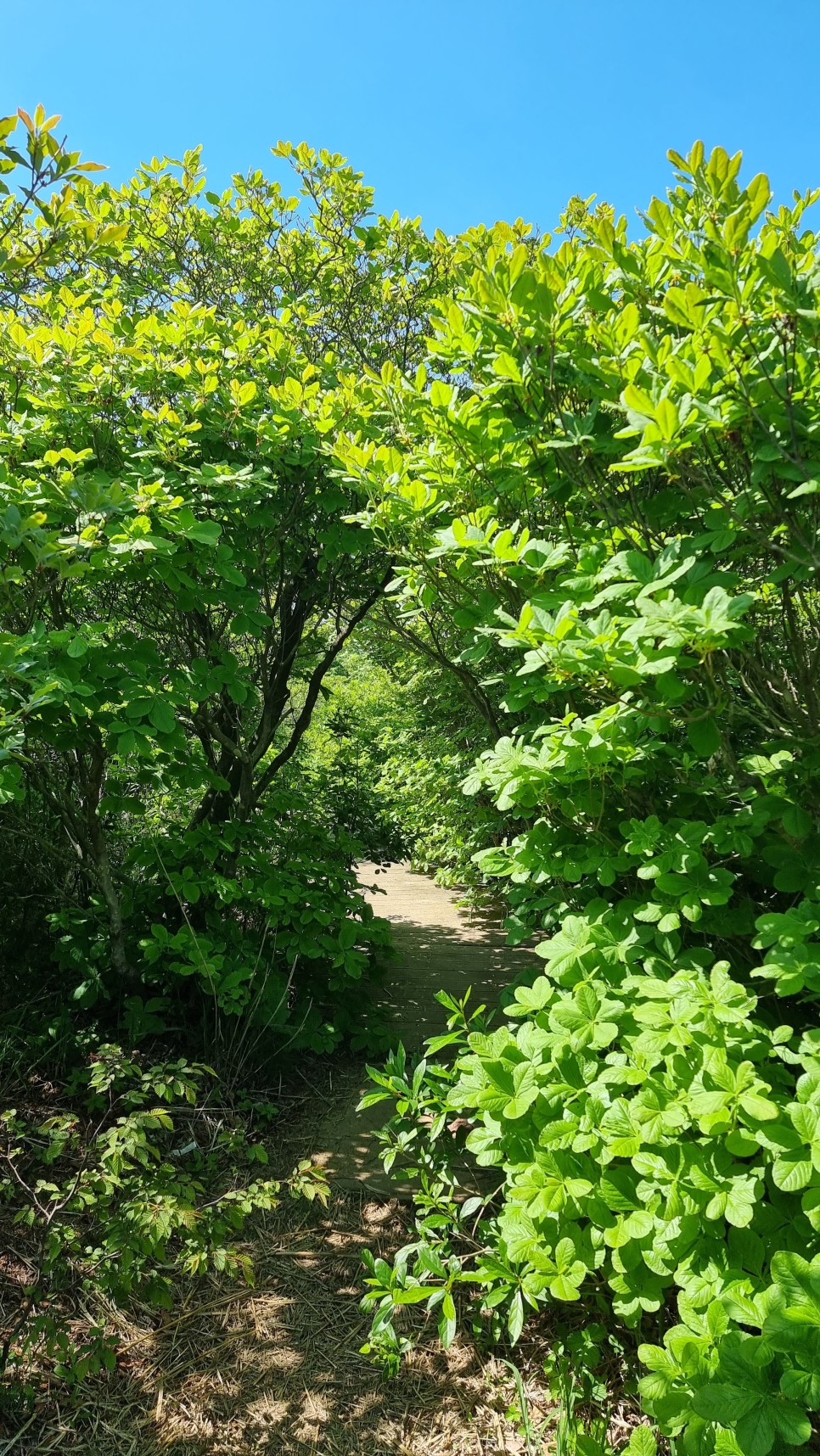 대운산 등산, 제3공용주차장 원점회귀 코스 산행 (내원암 ~ 제2봉 ~ 대운산 ~ 울산수목원)